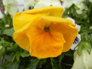 Yellow Pansy (2012, April 09)