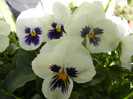Pansies (2012, April 11)