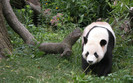 00096_panda_1920x1200