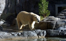 00110_polarbear_1920x1200