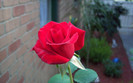 00144_rose_2560x1600