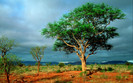 00199_africanlandscape_1920x1200