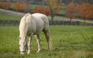 00341_graymare_2560x1600
