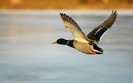 00422_duckmidflight_2560x1600