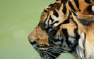00489_tiger_1680x1050