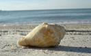 00598_aclearwaterbeachshell_2560x1600