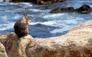 01029_squirrelonarock_1920x1200