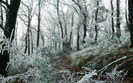 01134_freezedforest_2560x1600