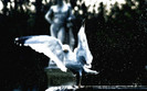 01201_bird_1920x1200
