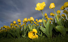 01221_mandownmeeeeeedic_2560x1600