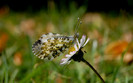 01241_summerbutterfly_2560x1600