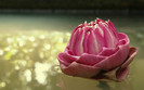 01320_lotusthailand_1920x1200