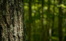 01327_lichen_2560x1600