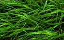01454_greenforever_2560x1600
