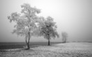 01465_frozentree_2560x1600