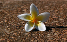 01475_fallenflower_1920x1200