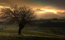 01489_treeandthemountain_2560x1600