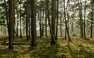 01550_dreamforest_2560x1600