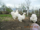 matca matase 2012