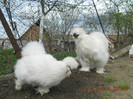 matca matase 2012