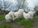 matca matase 2012