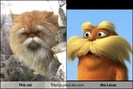 this-cat-totally-looks-like-the-lorax