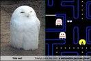 this-owl-totally-looks-like-a-vulnerable-pacman-ghost