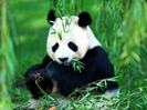 ursii panda ;x