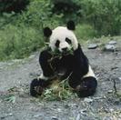 panda ;x