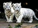 tigrii albii ;x