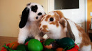 rabbits-and-eggs