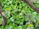 DSCN2271