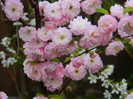 DSCN2303