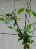 DSCN2432
