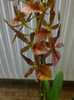 brasia verrucosa x miltonia spectabilis 1-1