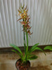 brasia verrucosa x miltonia spectabilis 1-2
