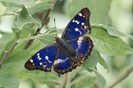 60825_poster2000