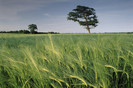60829_poster2000