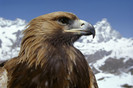 60849_poster2000