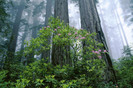 60853_poster2000