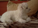 bichon maltese