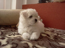 bichon