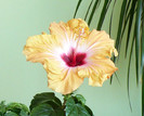 P1380364 crop 2