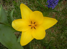 Tulipa Candela (2012, April 12)