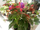 fucsia