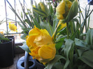 IMG_8629 - Copy