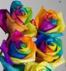 trandafir culorii multe