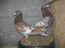 masculul 12.04.2012