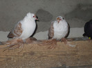DSCF0802