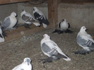 DSCF0804